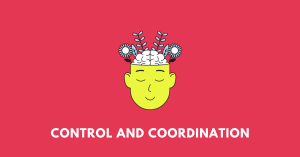 Human brain, illustrating the chapter of Class 10 Science Control and coordination: